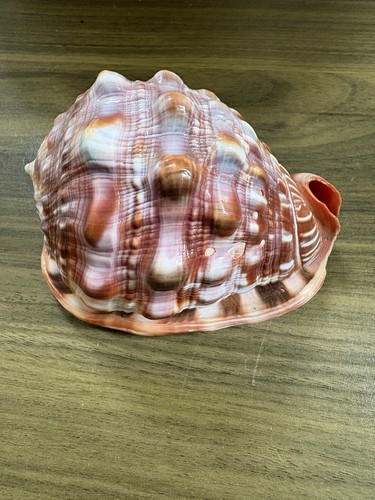 Large inch conch sea shell - 5,