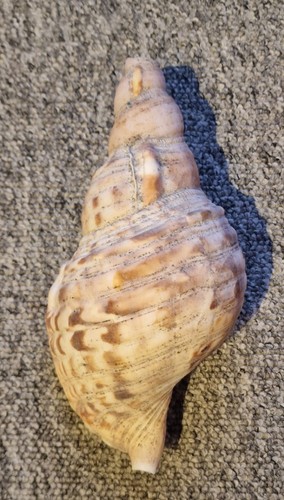 Large charonia tritonis giant - tritonis,