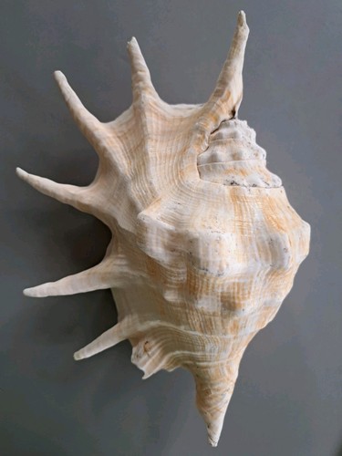 19cm large spider conch - 26.5, x