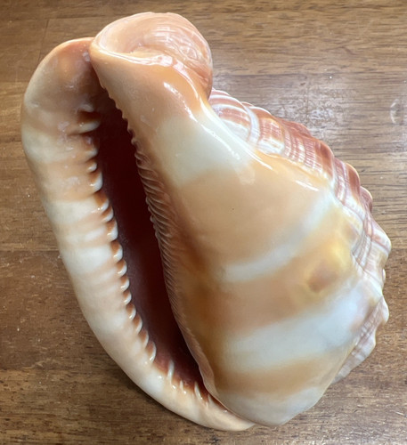 Conch shell approx inches - shell,