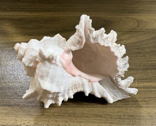 Large murex sea shell - murex,