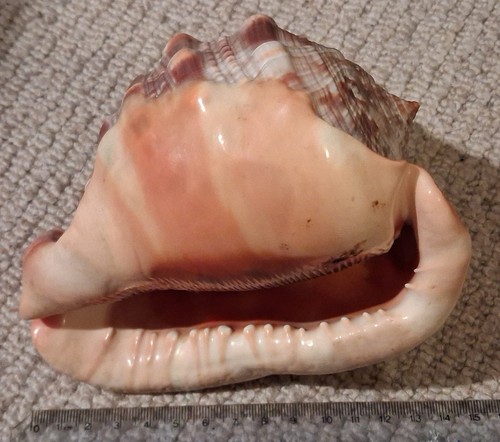 Beautiful cypaecassis rufa - beautiful,
