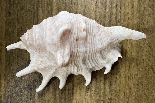 Large sea shell conch - shell, 11cm