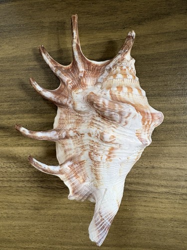 Large sea shell conch - sea, conch,