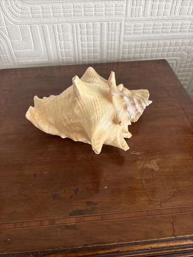Lovely large conch - lovely, shell