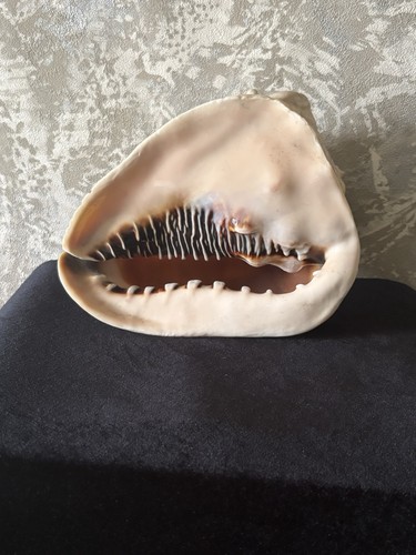 Large natural conch shell - conch,