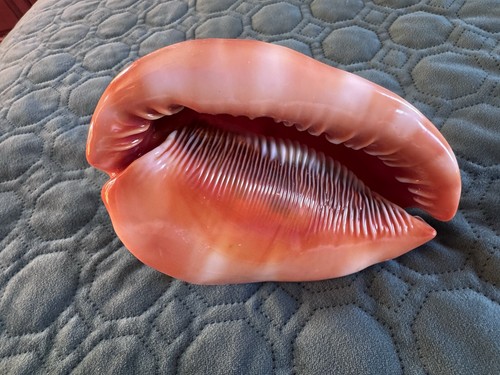 Red helmet queen conch - 2, x