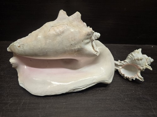 Genuine vintage queen conch - genuine,