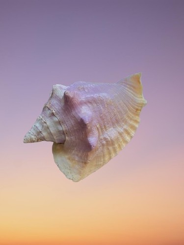 Rare macrostrombus costatus - macrostrombus,