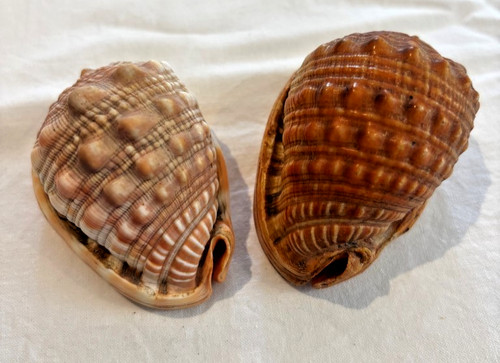 Cypaecassis rufa bullmouth - 2,