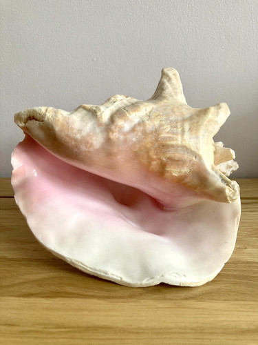 Vintage large pink queen conch - large,