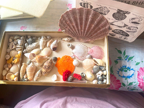 Large conch shell mixed - shell,