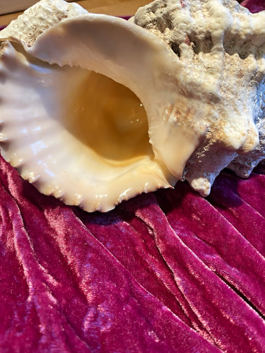 Large natural conch shell - conch,