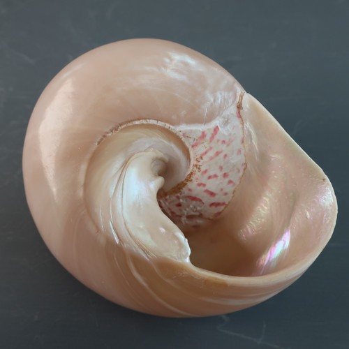 Mother pearl conch - pearl,