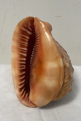 Natural bullmouth helmet - natural,