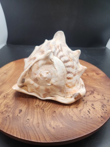 Large queen helmet conch shell - queen,