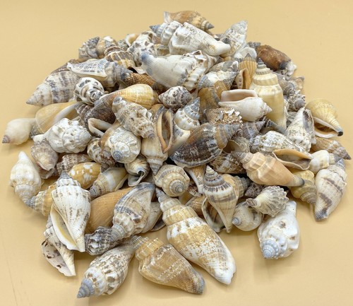 Bear conch shells 250 - ~, grams