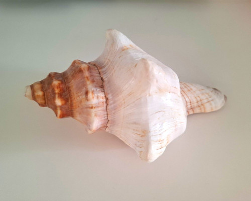Large natural unpolished conch - large,