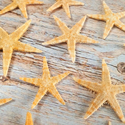 Natural beach shells - natural, seashells