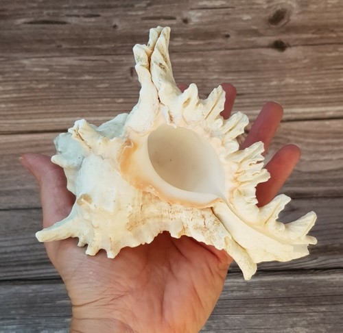 Large sea shell murex conch - sea,