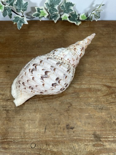 Large triton trumpet sea - large,