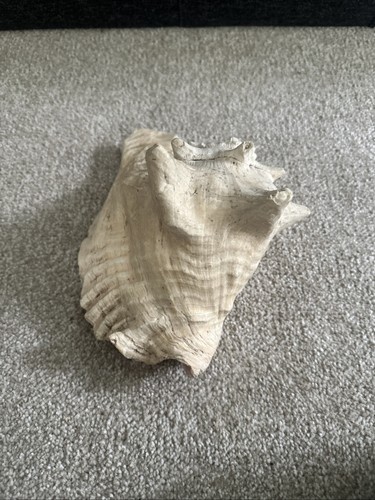 Vintage large queen conch - queen,