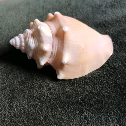 Strombus fighting conch shell - fighting,