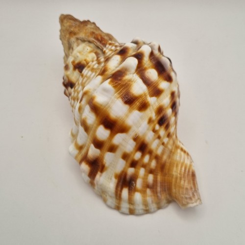 Large pacific sea shell - large,