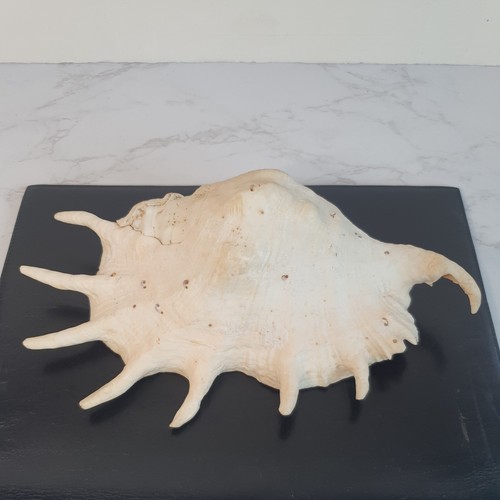 Vintage giant spider conch sea - vintage,