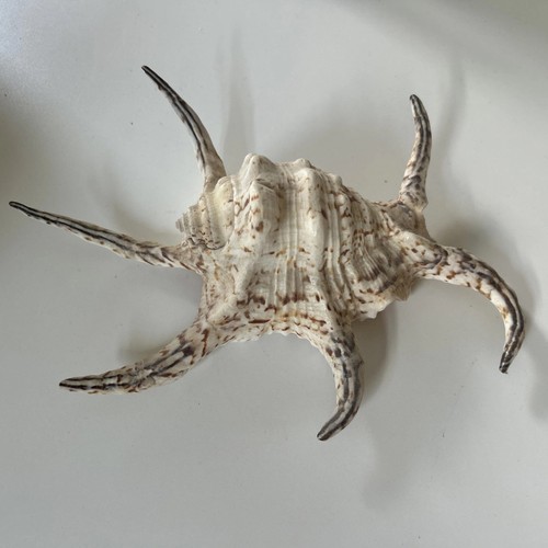 Chiragra spider conch - chiragra, sea
