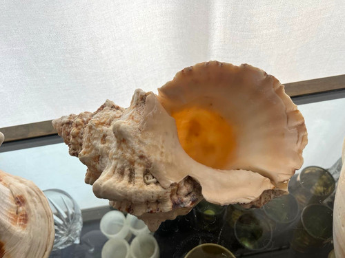 Large natural conch - large, shell