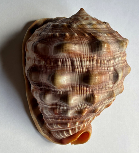 Bull mouth helmet conch - conch, sea