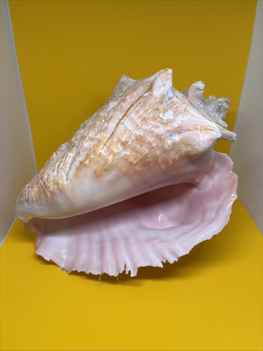 Decorative vintage queen - queen, conch