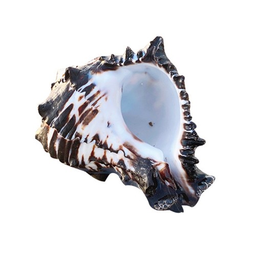 Large natural conch - 4",