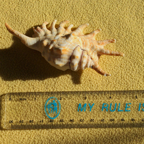 Natural unpolished conch shell - conch,