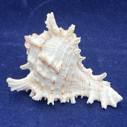 Murex ramose spikey sea shell - spikey,