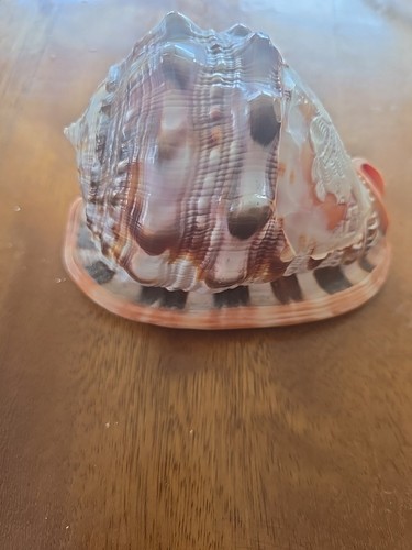 Large conch shell - conch,