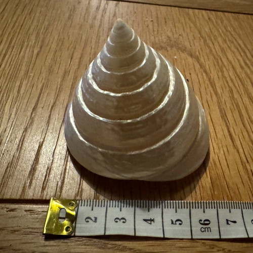 Large natural white spiral - white,
