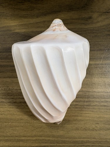 Large sea shell - large, inches