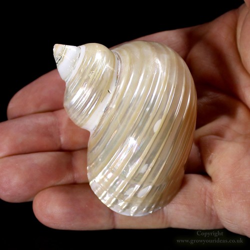 Highly polished gold mouth - polished,