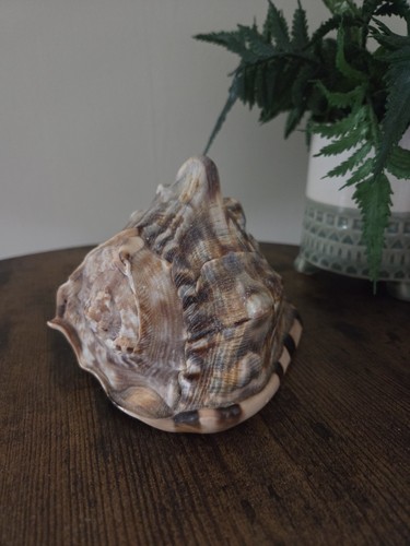 Giant queen helmet conch - giant,