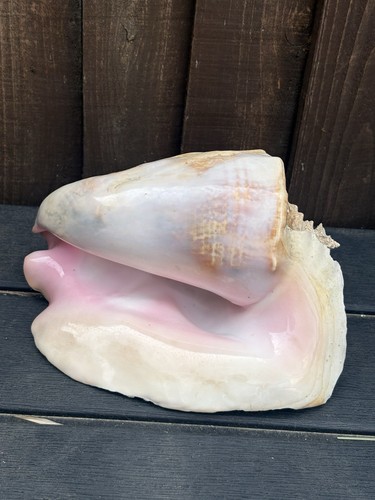 Large aliger gigas pink - aliger, queen