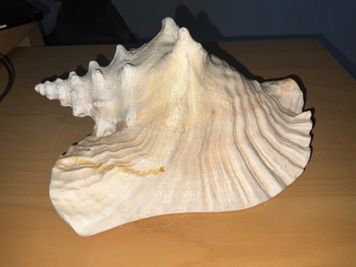 Vintage large queen - large, conch