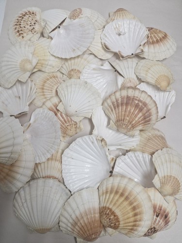 36pcs beautiful natural - 36pcs,
