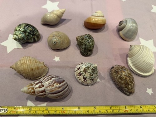 Shells excellent condition - shells,,