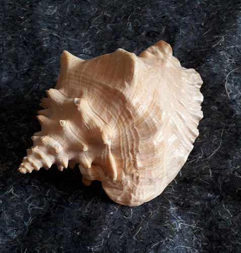 Queen conch sea shell vintage - sea,
