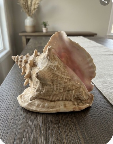 Large natural queen conch - natural,