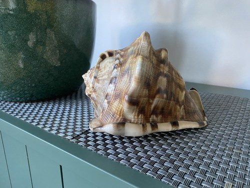 Queen conch horned sea - conch, shell