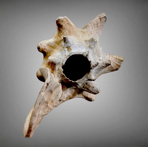 Old ritual conch trumpet - conch, horn