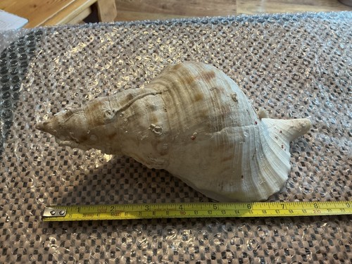 Fox head conch snail - head,